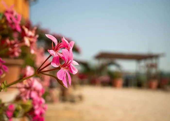 B&B Aesis La Dolce Collina